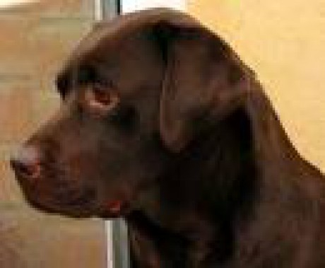 neobvyklá barva hnědý labrador